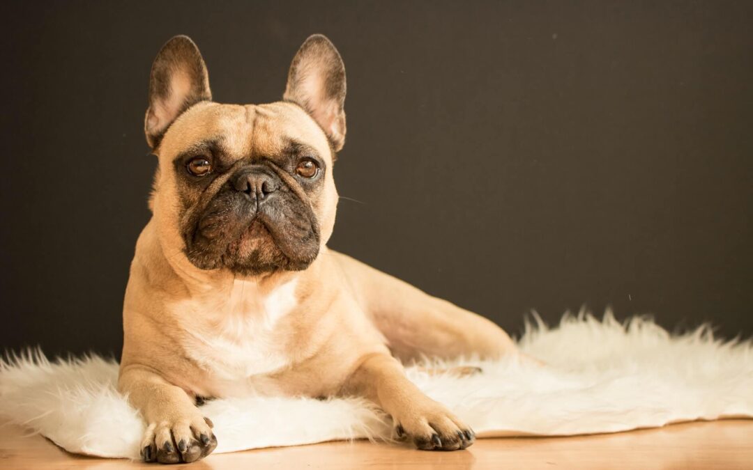 French Bulldog Feeding Guide