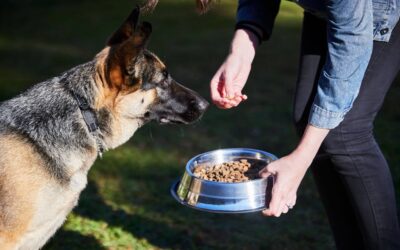 German Shepherd Feeding Guide