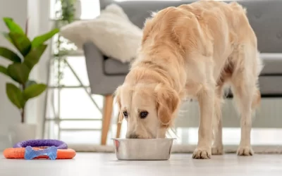 Golden Retriever Feeding Guide