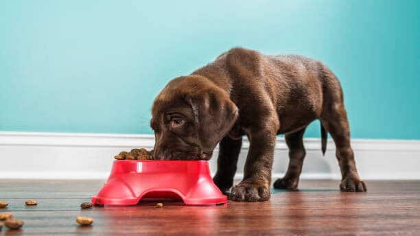 black labrador retriever eating from bowl