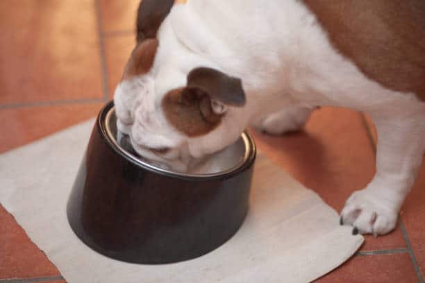 Beautiful English Bulldog feeding from her bowl, indoors at home