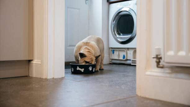 French bulldog feeding in a kitchen with his face in a dog bowl.