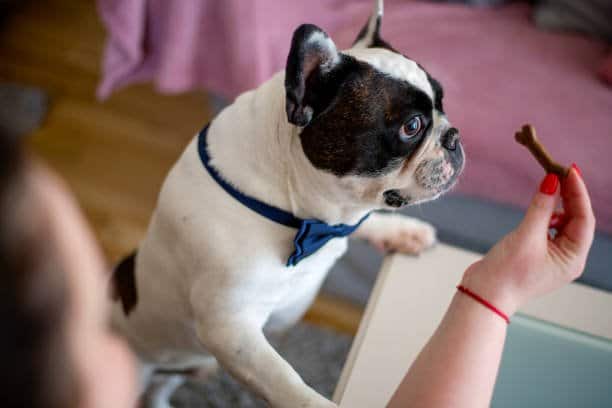 Owner with a treat for dog. French bulldog eating cookies.