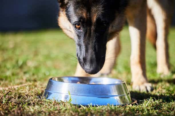 german shepherd standing and eating