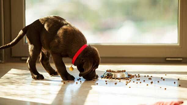 labrador retriever eating from the floor