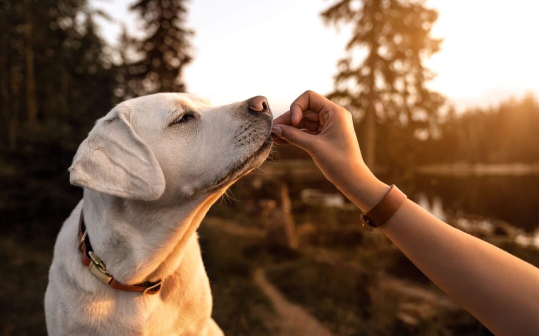 Labrador Retriever Feeding Guide