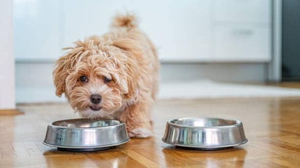 poodle feeding from a bowl
