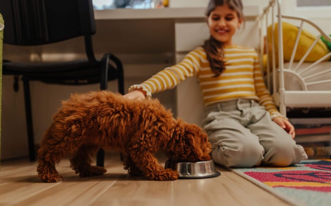 Poodle Feeding Guide