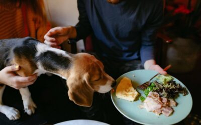 Basset Hound Feeding Guide