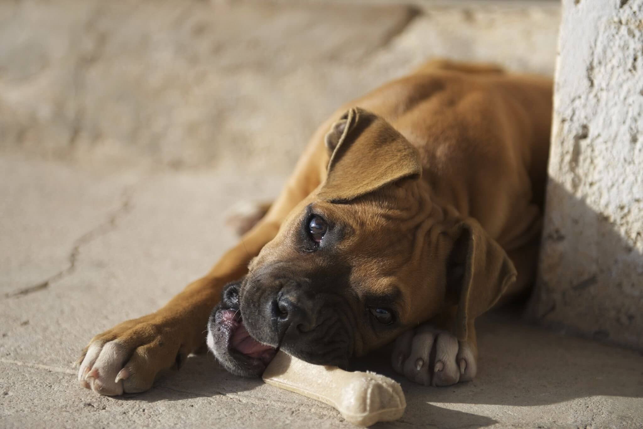 how much should a 4 month old boxer puppy eat