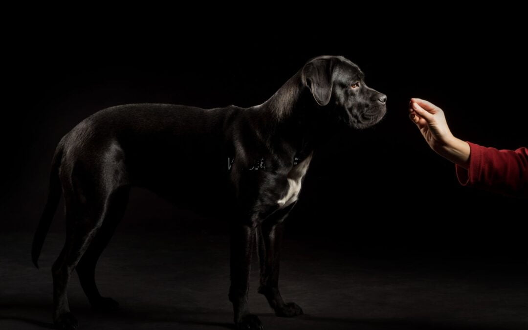 Cane Corso Feeding Guide