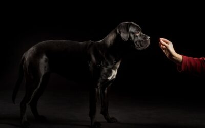 Cane Corso Feeding Guide