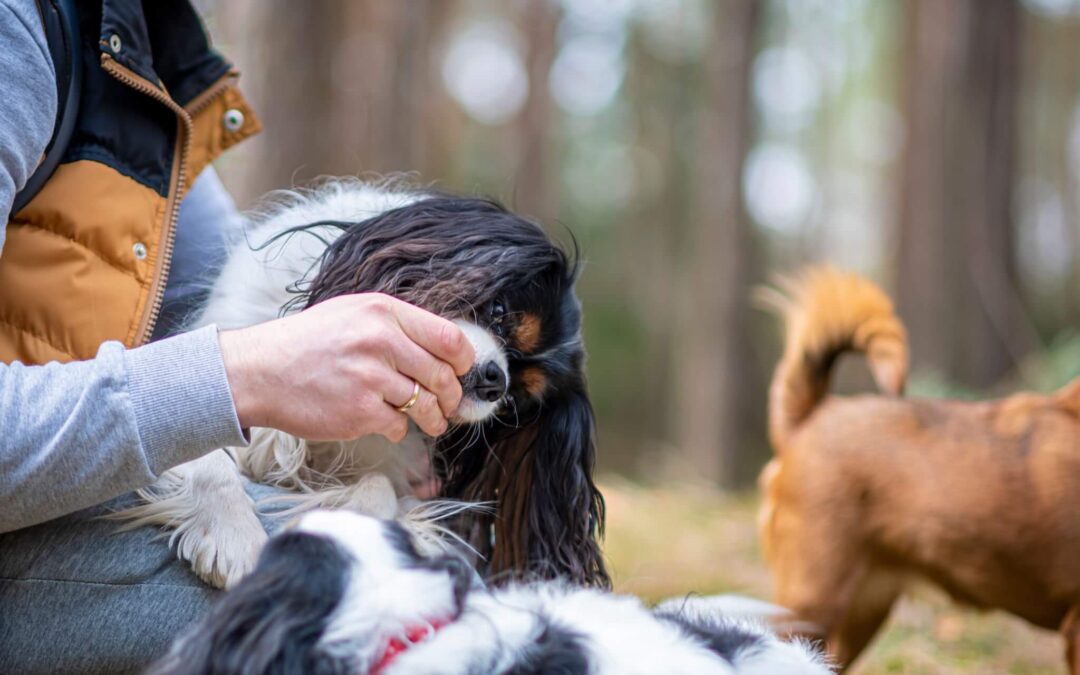 Cavalier King Charles Spaniel Feeding Guide