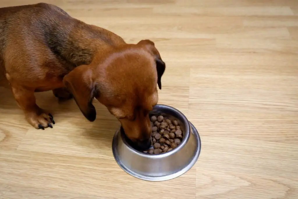 Dachshund Feeding Guide (Amount, Frequency & Schedule)