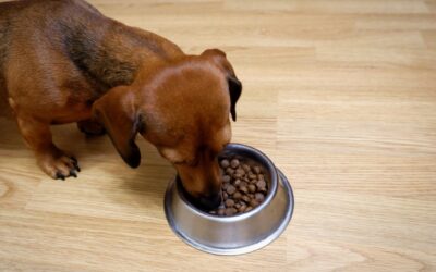 Dachshund Feeding Guide