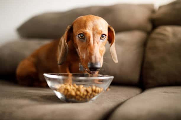 puppy dachshund feeding from a bowl