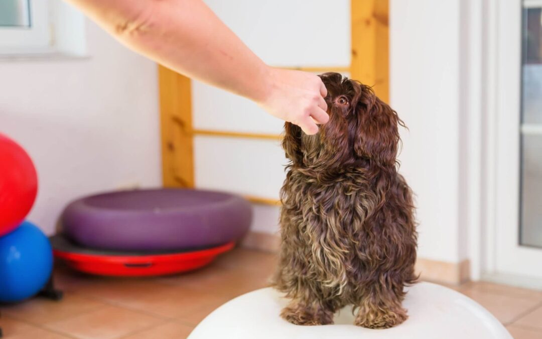 Havanese Feeding Guide
