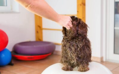 Havanese Feeding Guide