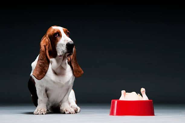 "Portrait of Basset hound, with chicken in his red bowl."