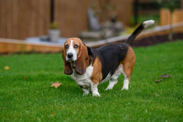 basset hound standing