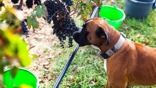 Boxer Dog Trying to Eat Grapes from Vineyard