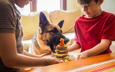 Can Dogs Eat Cake? (Everything You Should Know)