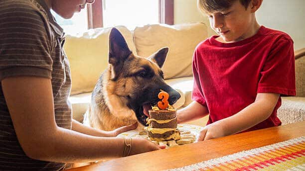 Two brothers serve their beloved German Shepherd pet dog her homemade birthday cake. They are at home in their living room. Real people in a real scenario.