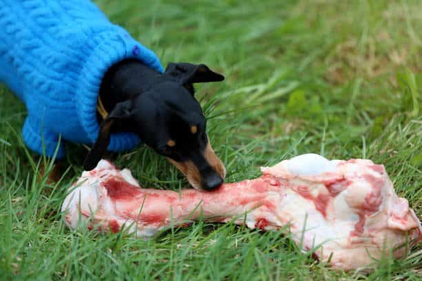 Living With Pets. Senior Black Dachshund Dog Clothing Blue Knitted Sweater Biting And Eating Large Raw Cow Bone Against Green Grass Background, Domestic Life, Ambient Light, Copy Space