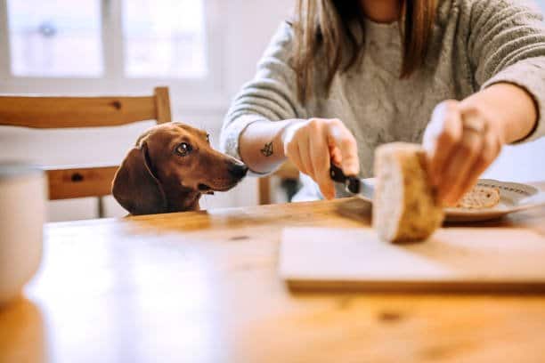 Woman Having Breakfast With Her Dachshund Dog