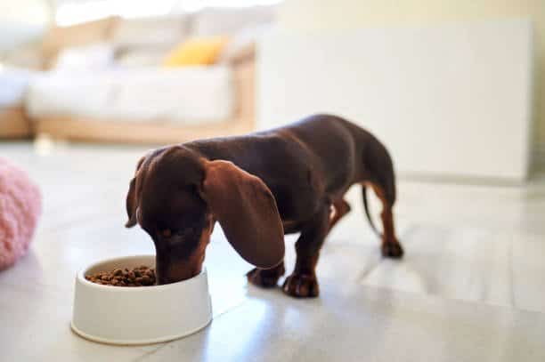 dachshund feeding from a bowl inside