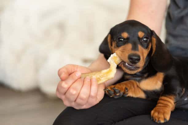 dachshund eating from a woman hand