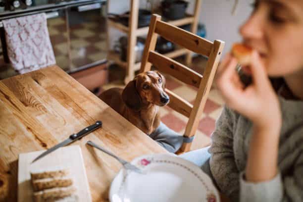 Charming Brunette Woman Enjoying Her Breakfast In Company Of Dachshund Dog
