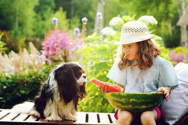 girl feeding a cavalier king charles spaniel watermelon