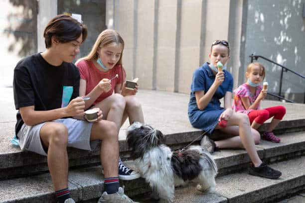 havanese eager to eat