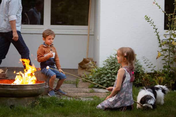 havanese eating with the family