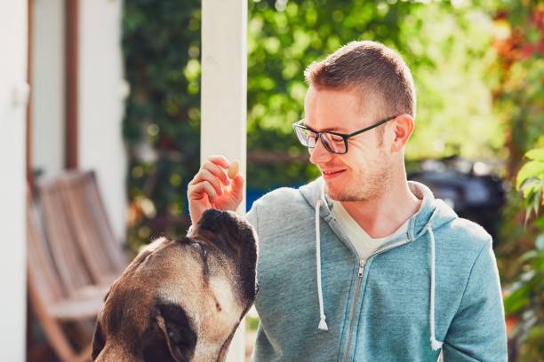 Huge dog begging for a biscuit. Young man playing with cane corso dog in the garden.