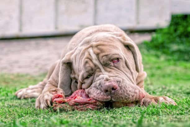 mastiff feeding on meat outside