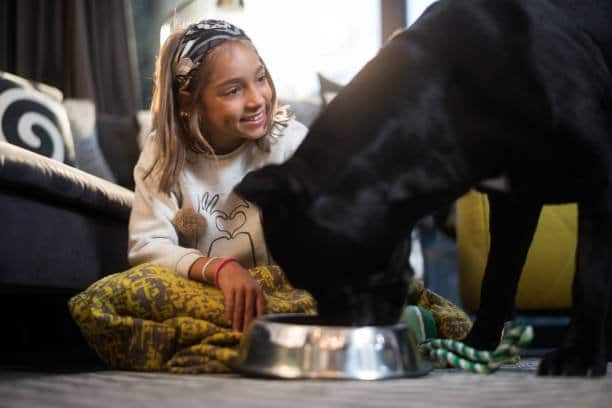 Little girl at home feeding mastiff dog.