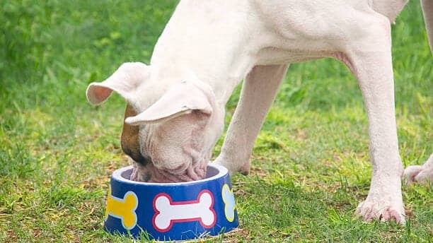 white puppy boxer eating in the grass