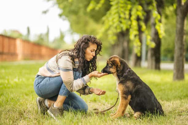 Young woman feeding her German Shepherd dog at the park