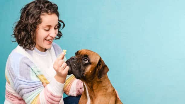 Woman giving her boxer dog a snack on blue background. Dog training concept.