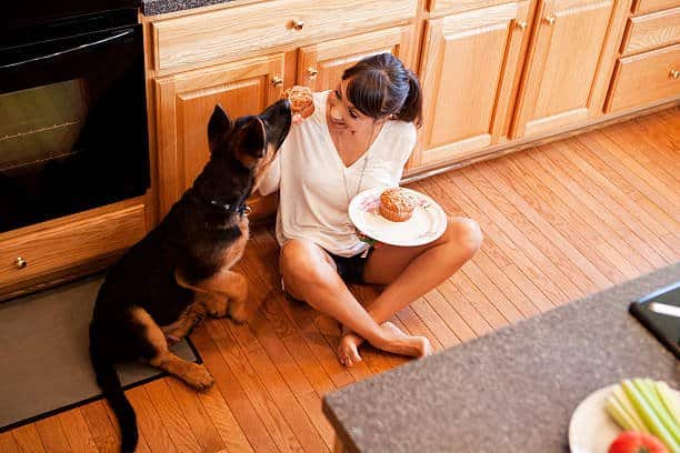 Women and her german shepherd sitting on the floor of kitchen and eating muffins together