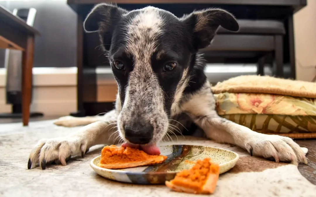 Australian Cattle Dog Feeding Guide