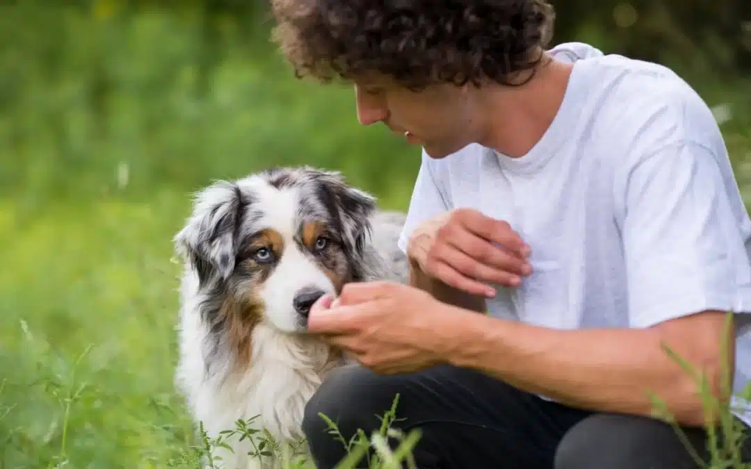 Australian Shepherd Feeding Guide