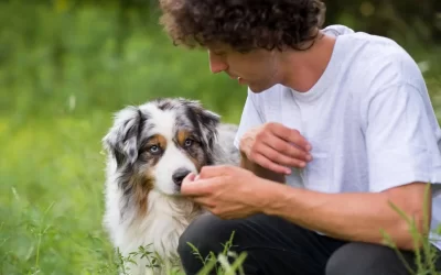 Australian Shepherd Feeding Guide (Everything You Should Know)