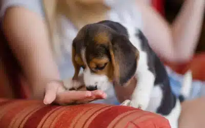 Beagle Feeding Guide