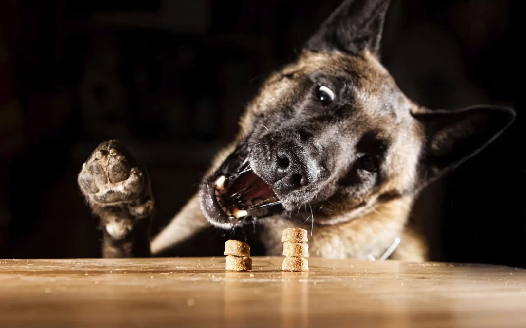 Belgian Malinois Feeding Guide
