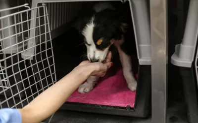 Bernese Mountain Feeding Guide