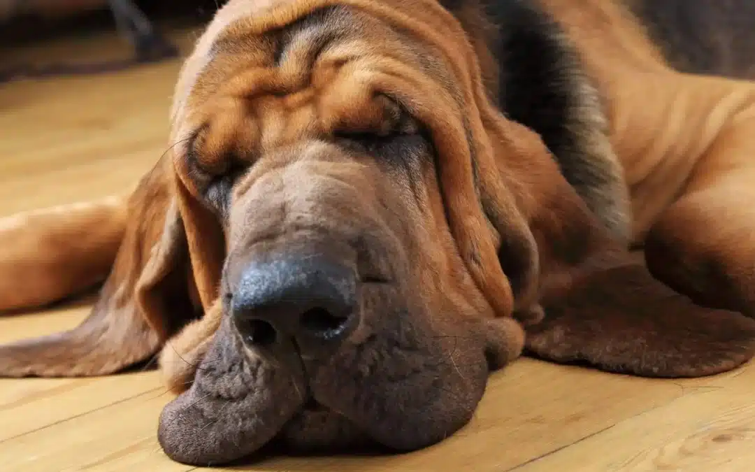 Bloodhound Feeding Guide