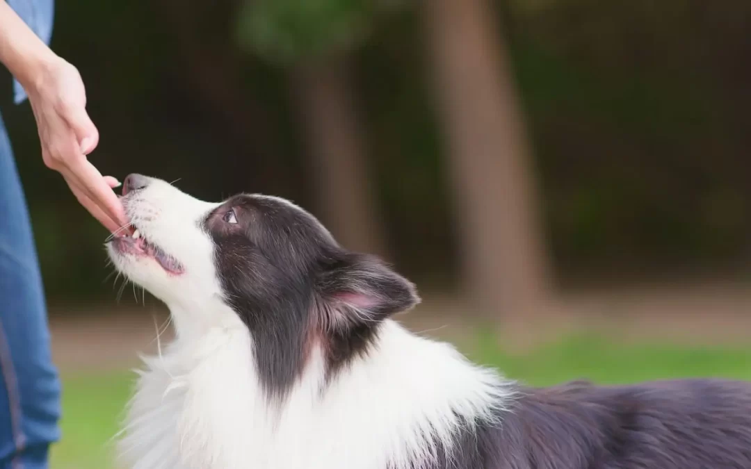 Border Collie Feeding Guide